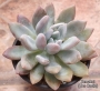 Граптоверия (Graptoveria opalina)