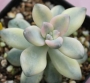 Граптоверия (Graptoveria titubans, variegated Apricot)