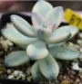 Граптоверия (Graptoveria titubans, variegated Apricot)
