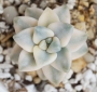 Граптоверия (Graptoveria titubans, variegated Apricot)