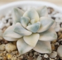 Граптоверия (Graptoveria titubans, variegated Apricot)