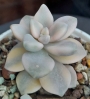 Граптоверия (Graptoveria titubans, variegated Apricot)