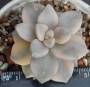 Граптоверия (Graptoveria titubans, variegated Apricot)