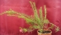 Гревилея (Grevillea robusta)