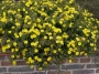 Халимиум, скална роза (Halimium calycinum, libanotis, Rockrose)
