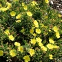 Халимиум, скална роза (Halimium calycinum, libanotis, Rockrose)