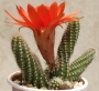 Хамаецереус Ехинопсис силвестри (Chamaecereus silvestrii Echinopsis silvestrii)