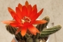 Хамаецереус Ехинопсис силвестри (Chamaecereus silvestrii Echinopsis silvestrii)