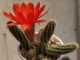 Хамаецереус Ехинопсис силвестри (Chamaecereus silvestrii Echinopsis silvestrii)