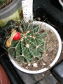 Хаматокактус (Hamatocactus Setispinus)