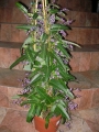 Харденбергия (Hardenbergia violacea)