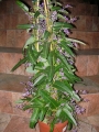 Харденбергия (Hardenbergia violacea)