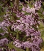 Харденбергия, семена (Hardenbergia violacea var Rosea)
