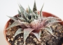 Хавортия аристата (Haworthia aristata)