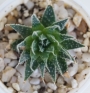 Хавортия аристата (Haworthia aristata)