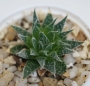 Хавортия аристата (Haworthia aristata)