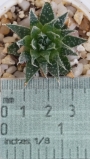 Хавортия аристата (Haworthia aristata)