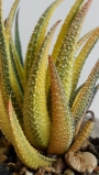 Хавортия атенуата вариегата (haworthia attenuata var. variegated)