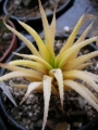 Хавортия атенуата вариегата (haworthia attenuata var. variegated)