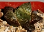 Хавортия емили хибрид (Haworthia Emelyae Hybrid)