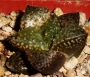 Хавортия емили хибрид (Haworthia Emelyae Hybrid)