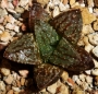 Хавортия емили хибрид (Haworthia emelyae hybrid)