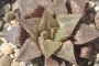 Хавортия емили хибрид (Haworthia emelyae hybrid)