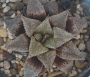 Хавортия емили хибрид (Haworthia emelyae hybrid)