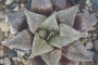 Хавортия емили хибрид (Haworthia emelyae hybrid)