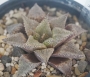 Хавортия емили хибрид (Haworthia emelyae hybrid)