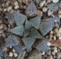 Хавортия емили хибрид (Haworthia emelyae hybrid Ashanti)