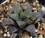 Хавортия емили хибрид (Haworthia emelyae hybrid Ashanti)
