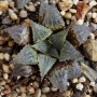 Хавортия емили хибрид (Haworthia emelyae hybrid Ashanti)