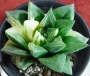 Хавортия Гералди вариегатна (Haworthia Geraldii variegated)