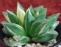 Хавортия Гералди вариегатна (Haworthia Geraldii variegated)