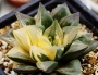 Хавортия Гералди вариегатна (Haworthia Geraldii variegated)