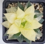 Хавортия Гералди вариегатна (Haworthia Geraldii variegated)