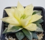 Хавортия Гералди вариегатна (Haworthia Geraldii variegated)