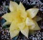 Хавортия Гералди вариегатна (Haworthia Geraldii variegated)