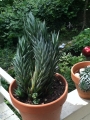 Хавортия глаука (Haworthia glauca)