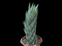 Хавортия глаука (Haworthia glauca)
