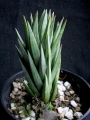 Хавортия глаука (Haworthia glauca)