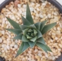 Хавортия глаука (Haworthia glauca)