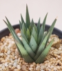 Хавортия глаука (Haworthia glauca)