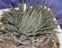 Хавортия (Haworthia)