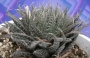 Хавортия (Haworthia)