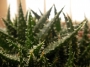 Алое хавортиоидес (Aloe descoingsii x haworthioides (pepe))