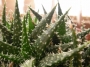 Алое хавортиоидес (Aloe descoingsii x haworthioides (pepe))