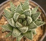 Хавортия пумила (Haworthia Pumila Royal Albert)