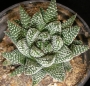 Хавортия пумила (Haworthia Pumila Royal Albert)